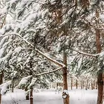 Sosnowy Raj Nad Rzeka Wkra Popielzyn Dolny