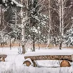 Sosnowy Raj Nad Rzeka Wkra Popielzyn Dolny