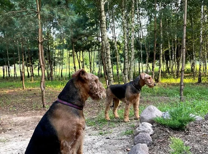 Sosnowy Raj Nad Wkra בית נופש