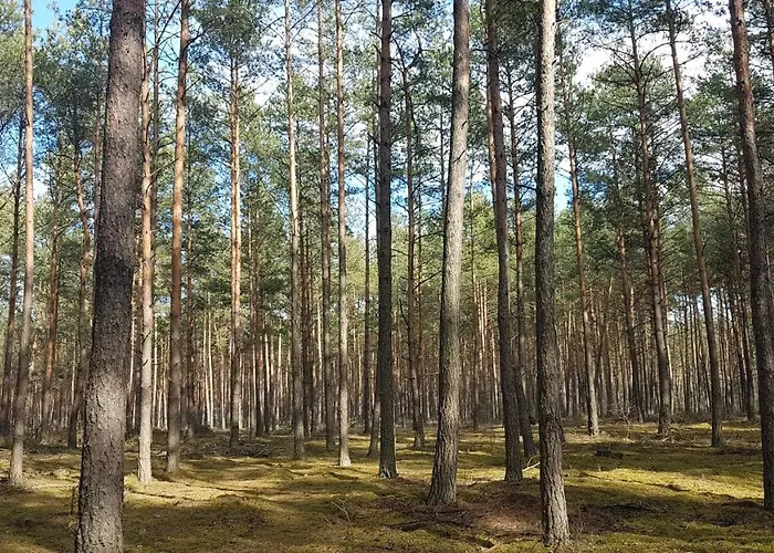 Sosnowy Raj Nad Wkrą Dom wakacyjny *