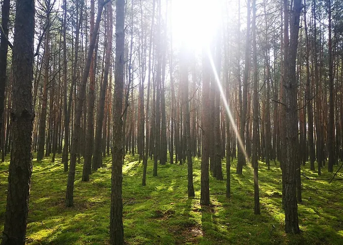 Sosnowy Raj Nad Wkra בית נופש