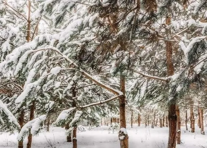 Sosnowy Raj Nad Wkra Popielzyn Dolny