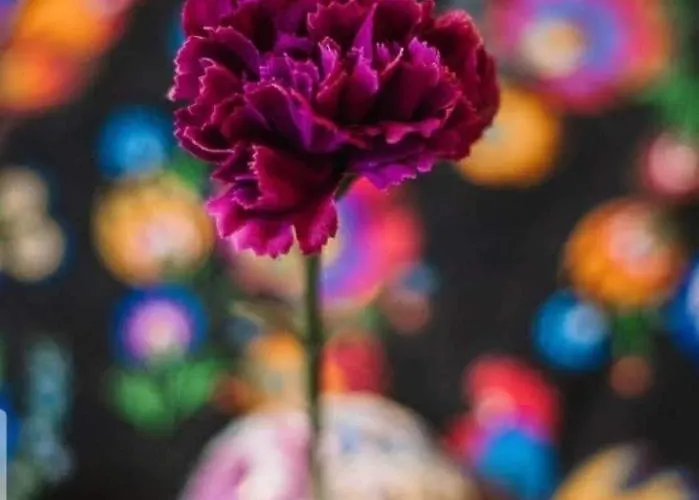 Sosnowy Raj Nad Wkra *